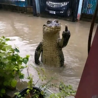 Uynn - Cừu Lì