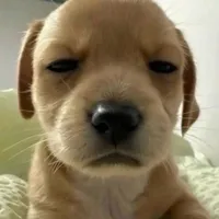 con chủ <_>
