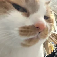 Tác gia deyyyy