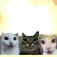 Người và Meo meo.