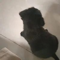 Tác giả ngốc nghếch