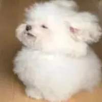 bé bông