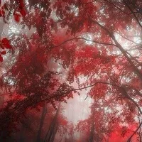 (guest ở quá khứ)🌹