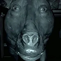 tác giả mắc ỉa