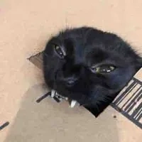 Miêu (Zep/Nak)