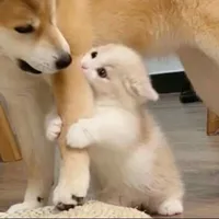 mochi
