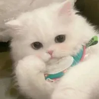 mèo/captain