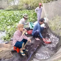 hình như tác giả