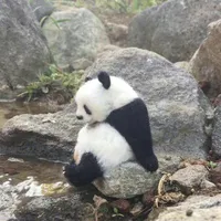 Gấu là tui