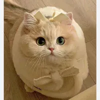 Nhân vật bí ẩn