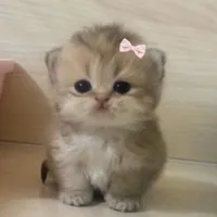 mimi