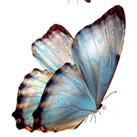 Hệ thống [Butterfly]/367B12