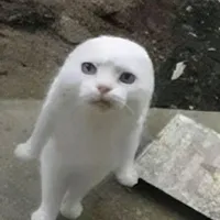 tg ngầu như cuteo