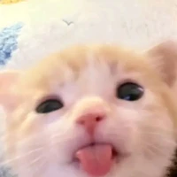 lồn xe điếu#.