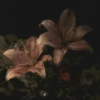 Chú Thông/Cô Thảo