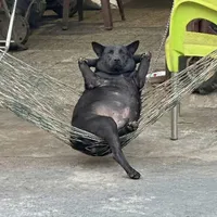 chó