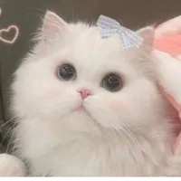 hạ hạ(hệ thống)