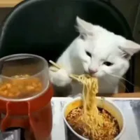 Con mèo dưa lê duy lê béo