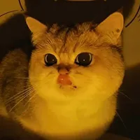 mèo