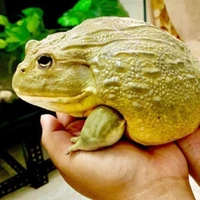frog:)