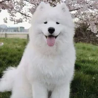 Đỗ Nam Sơn - Cún Samoyed