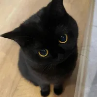 Dillan - Mèo Bombay