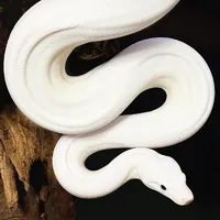 Bùi Duy Ngọc - Rắn