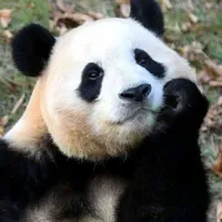 Hải Nam - Gấu Trúc