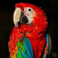 Rio - Vẹt Đỏ