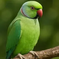 Otis- Vẹt Xanh Lá