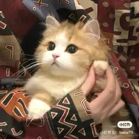 mèo(Saku)