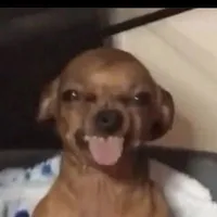 Tác giả