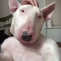 Nhân vật chính - Alen