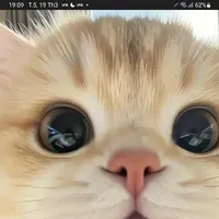 mèo lùn