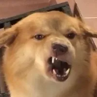 con chó nào đó - tiên môn bác gia