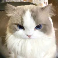 Mèo nhỏ mê girllove:))) (tác giả)