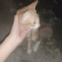 chủ tus (bị rảnh rỗi)