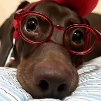 Tác Giả Cute
