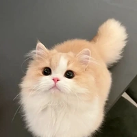 miumiu