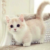 cookie