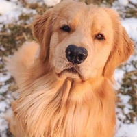Béo