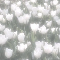 𝙏𝙬𝙤𝙩𝙞𝙢𝙚【𝙧𝙤𝙨𝙚】