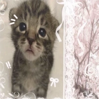 𝙉𝙮𝙭【𝙨𝙩𝟰𝙧】