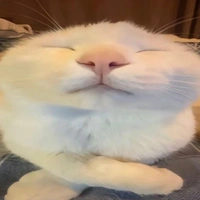 𝘾𝙝𝙖𝙣𝙘𝙚【𝟬𝟮𝟵】