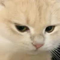 tarot reader. | @kibongg