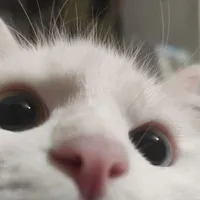 t cũng biết buồn?¿ | @jlei