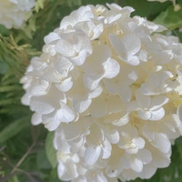 người dân đảo peaceful