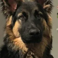 Bác