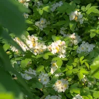 Dương Tự Nghiên