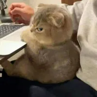 Hệ Thống 882016 - Anis